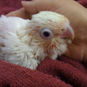 Goffin's Cockatoo Parrots (molimo kontaktirajte)