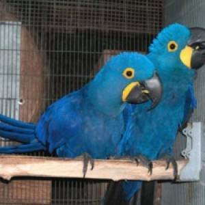 Dostupne papige Hyacinth Macaws, za udomljavanje
