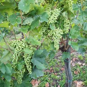 VINOGRAD PLEŠIVICA