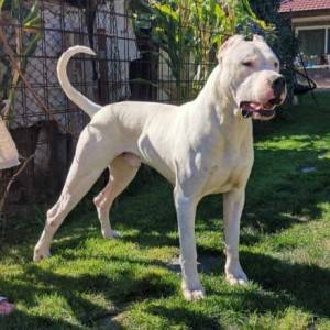Dogo argentino štenci