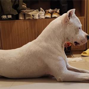Dogo argentino štenci