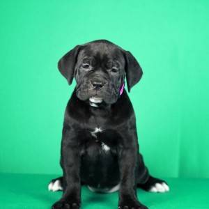 Cane Corso prelepi stenci