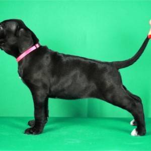 Cane Corso prelepi stenci