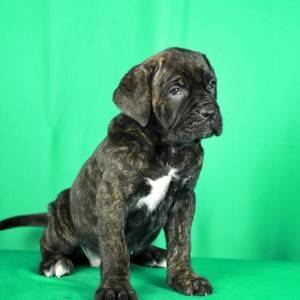 Cane Corso prelepi stenci