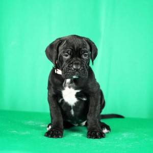 Cane Corso prelepi stenci
