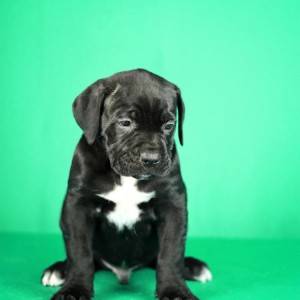 Cane Corso prelepi stenci