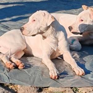 Dogo argentino štenci