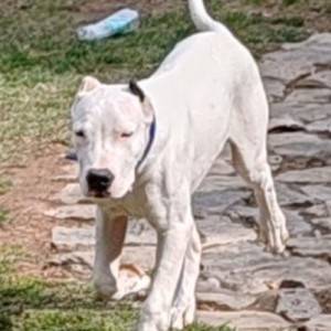 Dogo argentino štenci