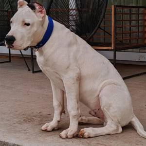 Dogo argentino štenci