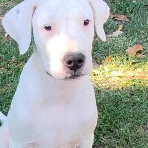Dogo argentino štenci