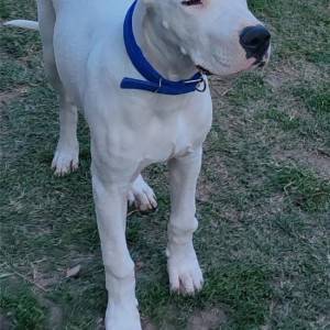 Dogo argentino štenci