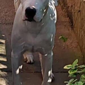 Dogo argentino štenci