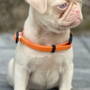 Pink Mops štenci
