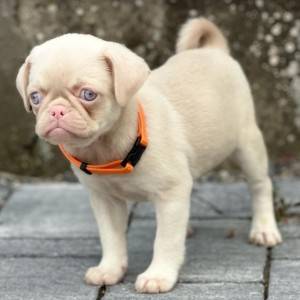 Pink Mops štenci