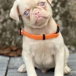 Pink Mops štenci