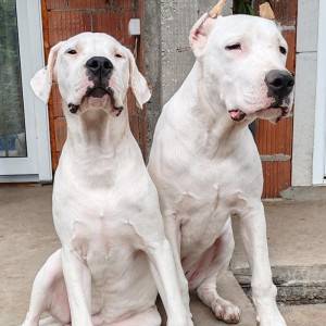 Dogo argentino štenci