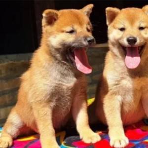 Shiba Inu prelepi stenci