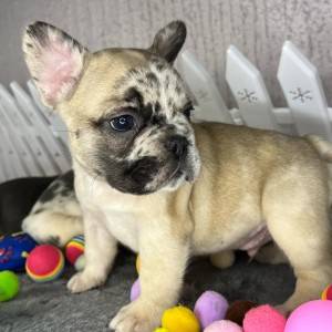 Francuski buldog štenci