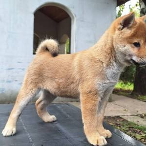 Shiba Inu prelepi stenci