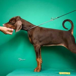 Doberman prelepi štenci