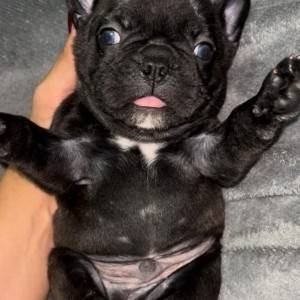 Francuski Buldog PRELEPI štenci