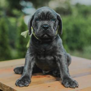 Cane Corso Kane Korso rezervacije