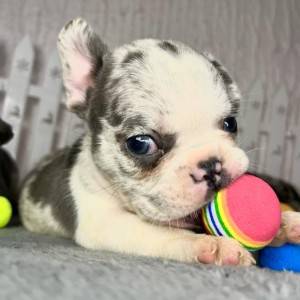 Francuski buldog štenci