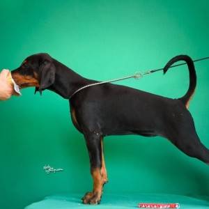 Doberman prelepi štenci