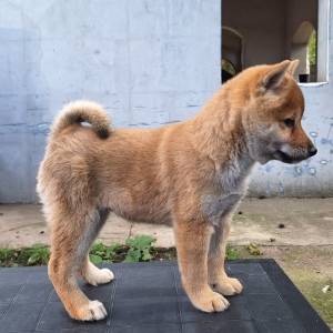 Shiba Inu prelepi stenci