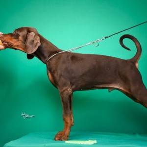Doberman prelepi štenci