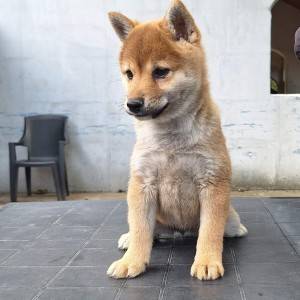 Shiba Inu prelepi stenci