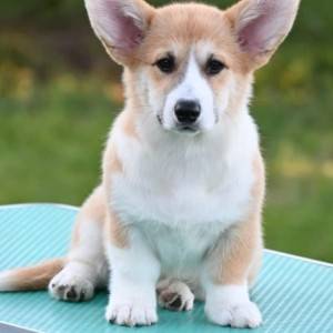 Velški korgi/Welsh Corgi Pembroke