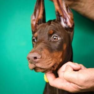 Doberman prelepi štenci