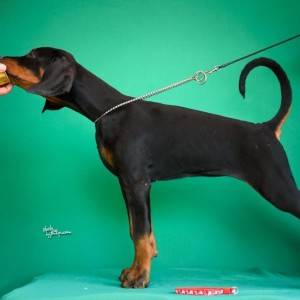 Doberman prelepi štenci