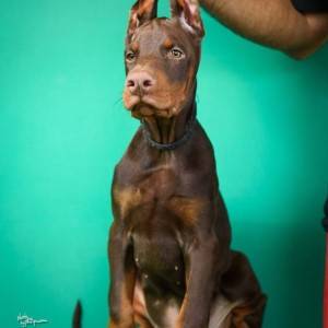 Doberman prelepi štenci