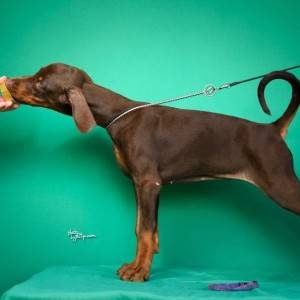 Doberman prelepi štenci