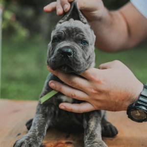 Cane Corso Kane Korso rezervacije