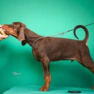 Doberman prelepi štenci