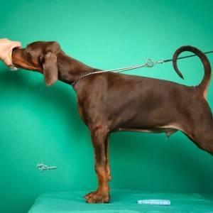 Doberman prelepi štenci