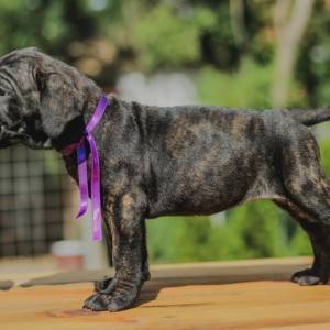 Cane Corso Kane Korso rezervacije