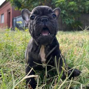 Francuski Buldog PRELEPI štenci