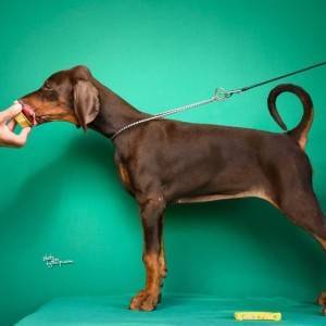 Doberman prelepi štenci