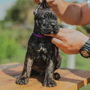 Cane Corso Kane Korso rezervacije