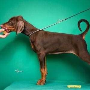 Doberman prelepi štenci