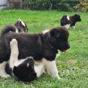 Americka Akita stenci