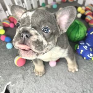 Francuski buldog štenci