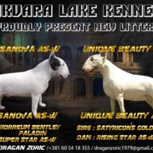Standard Bull Terijer – Prelepa Ženkica na Prodaju