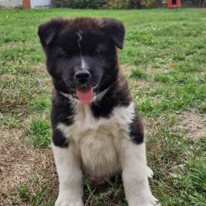 Americka Akita stenci