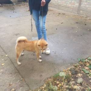 Shiba Inu prelepi stenci