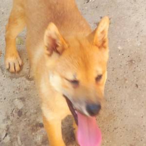 Shiba Inu prelepi stenci